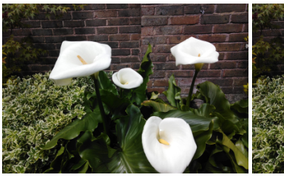 Lilies in Bloom | Kate’s Blog
