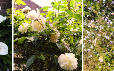 Summer garden | Kate’s blog