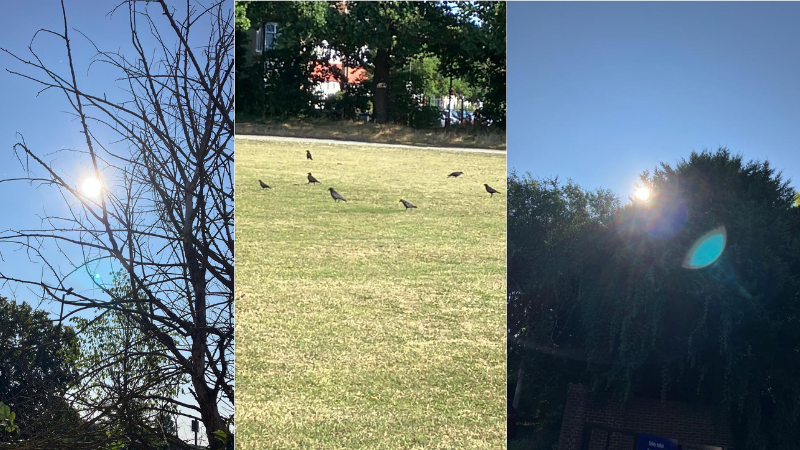 A collage of Vinay's photographs. Trees and bushes are silhouetted against bright blue skies and sunshine. In the centre image, a group of rooks sitting on a piece of grass.